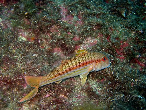 rouget surmulet - Mullus surmullatus.JPG - le surmulet